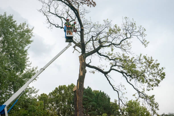 Best Tree Risk Assessment  in Malibu, CA